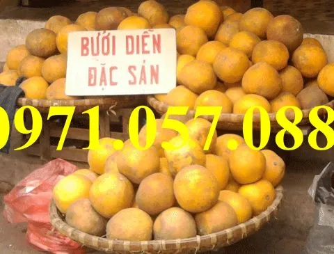 bưởi diễn2_result.webp