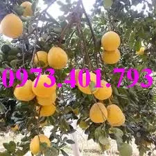 bưởi diễn4_result.webp