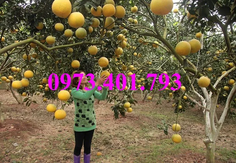 bưởi diễn6]_result.webp