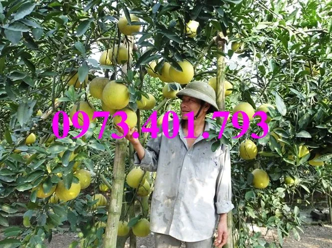 bưởi diễn9_result.webp