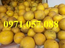 bưởi diễn_result.webp