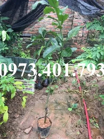 buoi do pk1_result.webp