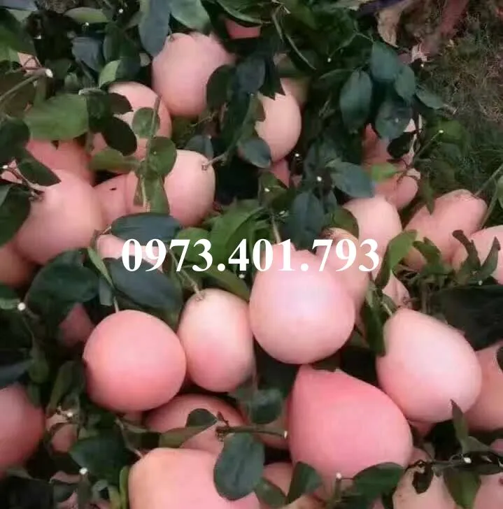 buoi do pk3_result.webp