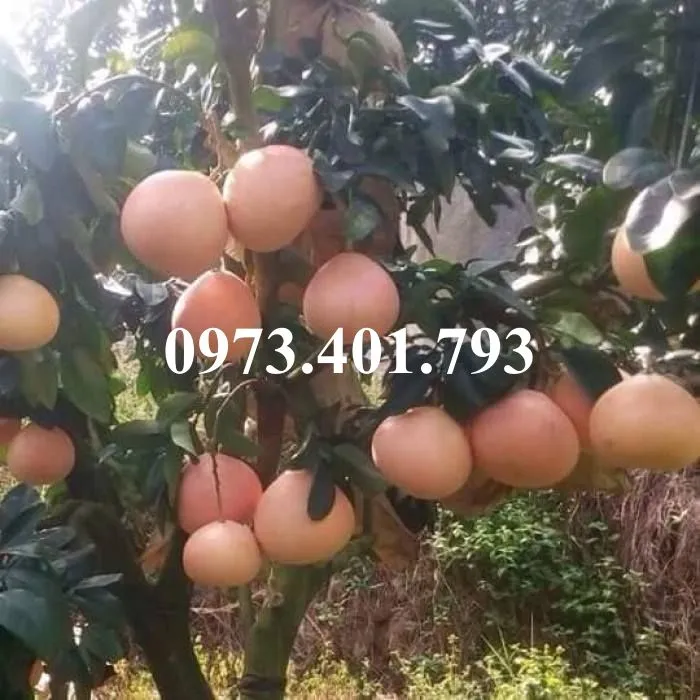 buoi do pk4_result.webp