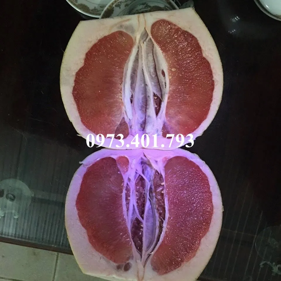 buoi do pk5_result.webp