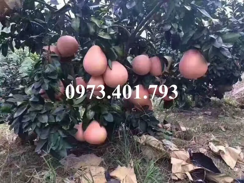 buoi do pk_result.webp