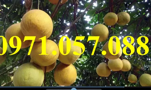 Bưởi đỏ Tân Lạc 23_result.webp