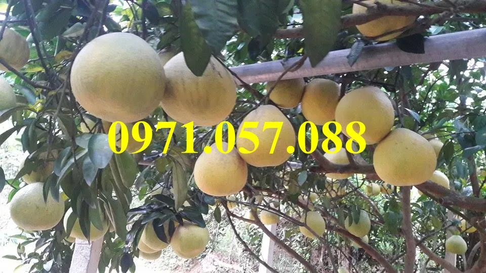 Bưởi đỏ Tân Lạc 2_result.webp