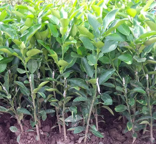 buoi do tan lac.webp