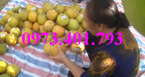 buoi do tan lac2_result.webp