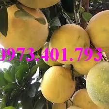 buoi do tan lac3_result.webp