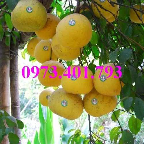 buoi do tan lac5_result.webp