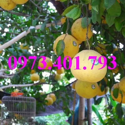 buoi do tan lac6_result.webp