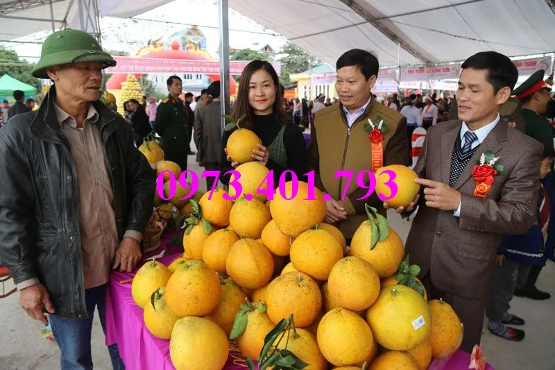 buoi do tan lac7_result.webp