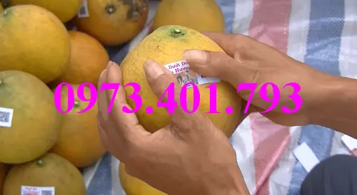 buoi do tan lac8_result.webp