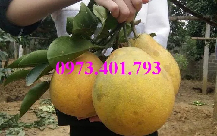 buoi do tan lac9_result.webp