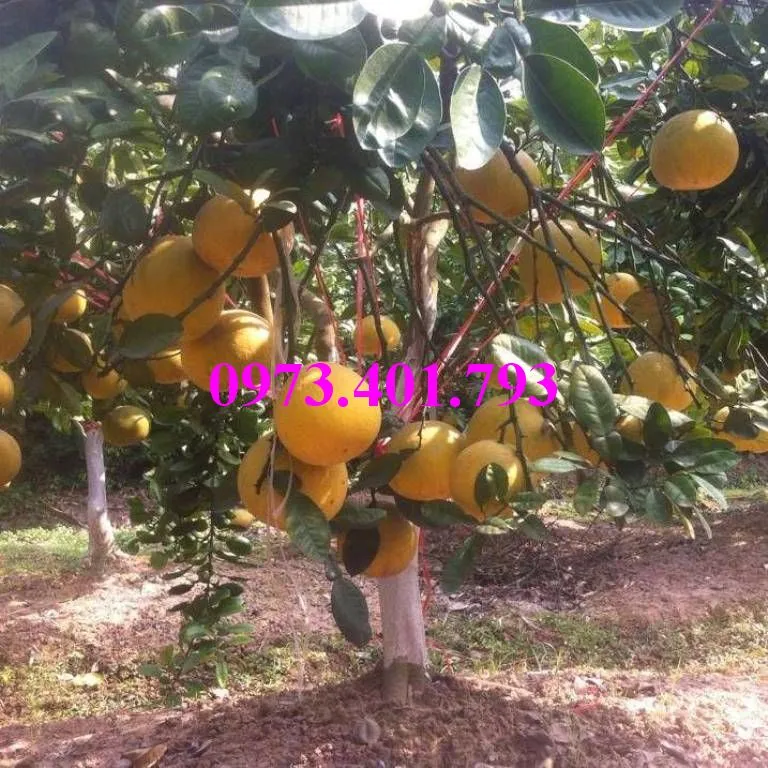 buoi do tan lac_result.webp