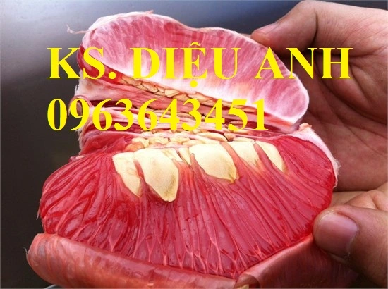 Buoi do tien vua giadinhvietnam (2).webp