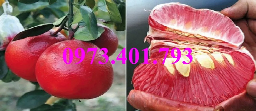 bưởi luận văn1_result.webp