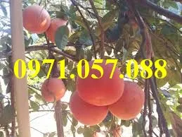 bưởi luận văn1_result.webp