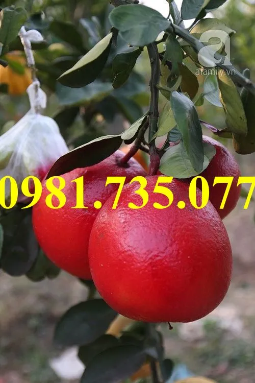 bưởi luận văn2_result.webp