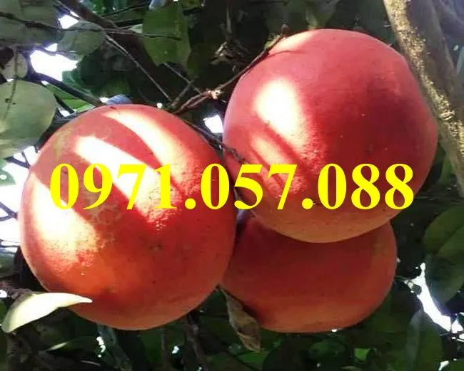 bưởi luận văn2_result.webp