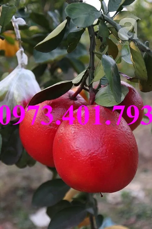 bưởi luận văn3_result.webp