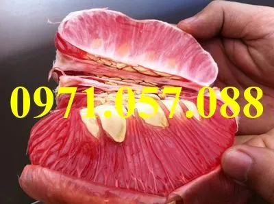 bưởi luận văn3_result.webp