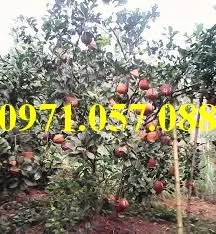 bưởi luận văn4_result.webp