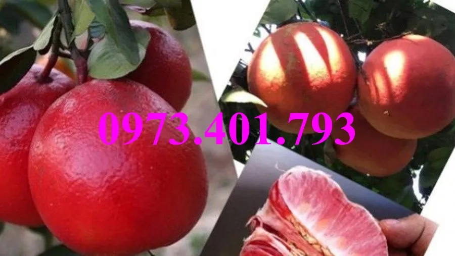 bưởi luận văn6_result.webp