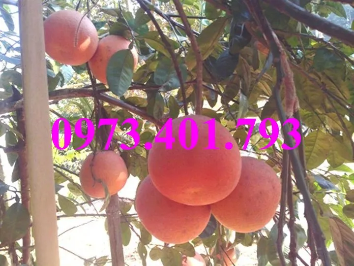 bưởi luận văn7_result.webp