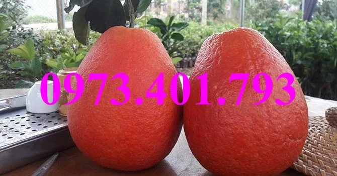 bưởi luận văn8_result.webp