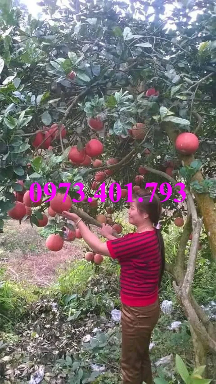 bưởi luận văn_result.webp