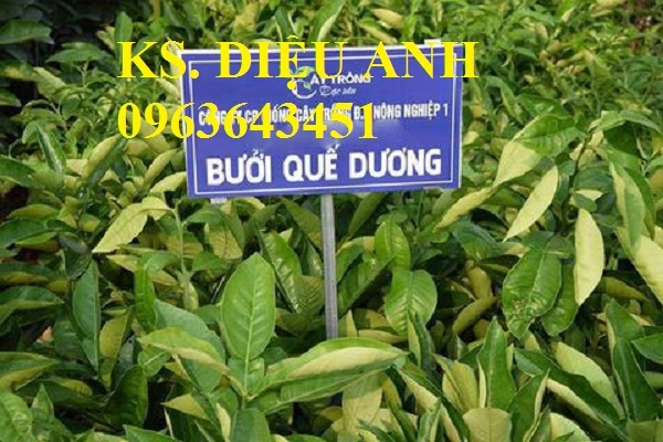 buoi-que-duong-6a.webp