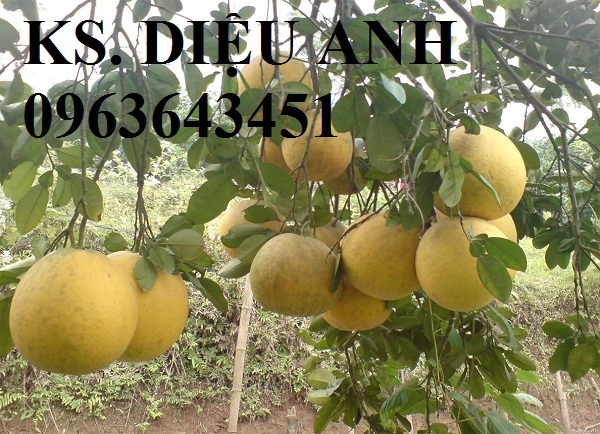 bưởi-tân-lạc (1).webp