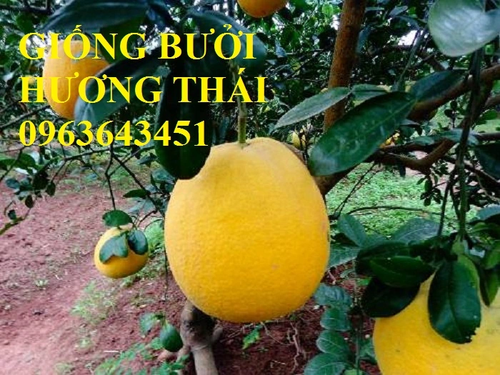 buoi-vang-thai.webp