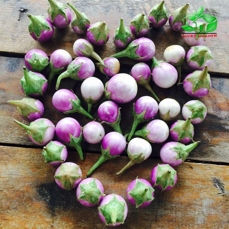 Hỏi về cây cà pháo tím