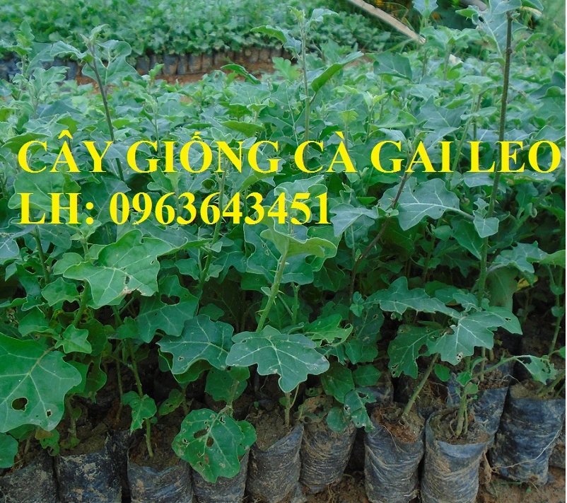 ca_gai_leo_cay.webp
