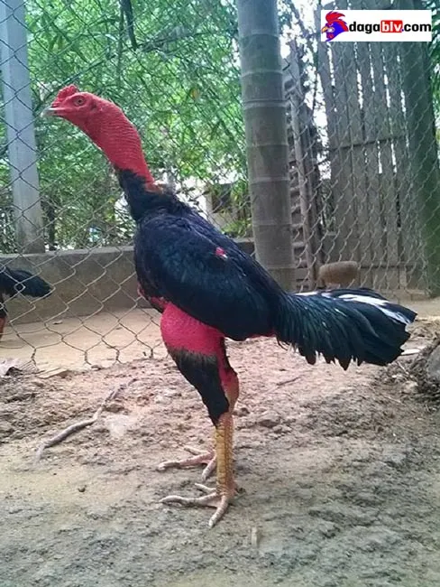 Mẹo về cách chọn gà chọi hay sư kê cần phải biết!