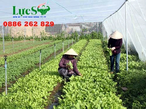 cach-trong-rau-cong-nghe-cao-trong-nha-luoi (1).webp