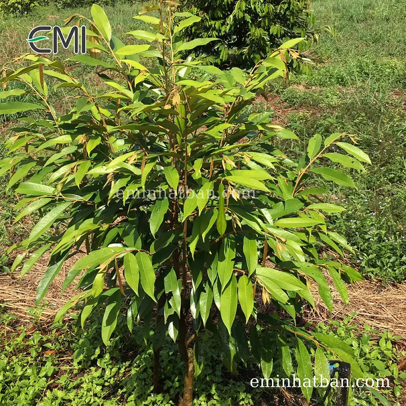 Kỹ thuật chăm sóc cây sầu riêng mới trồng