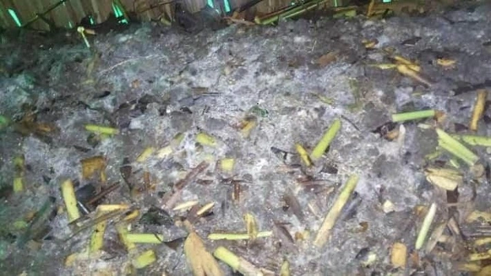 Trồng nấm rơm từ cây lục bình bước đầu cho hiệu quả của một anh nông dân tại Bình Dương