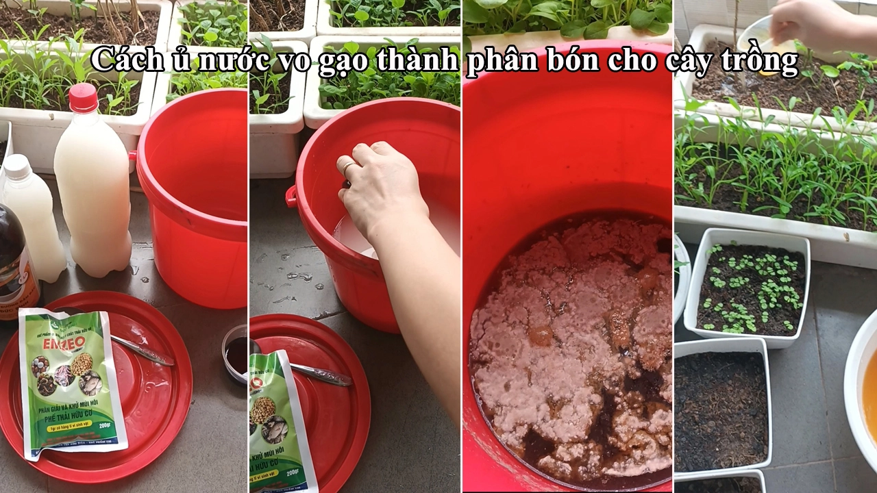cach-u-nuoc-vo-gao-thanh-phan-bon-cho-cay-trong.webp