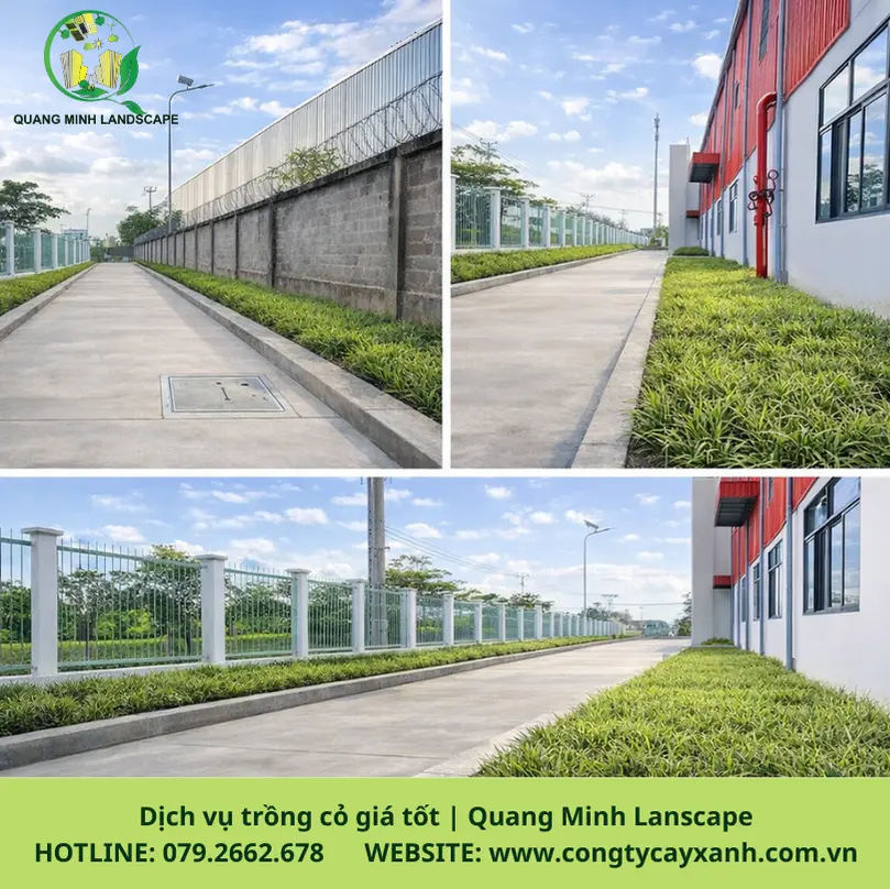 cai-tao-san-vuon-trong-co-tphcm.jpg.webp
