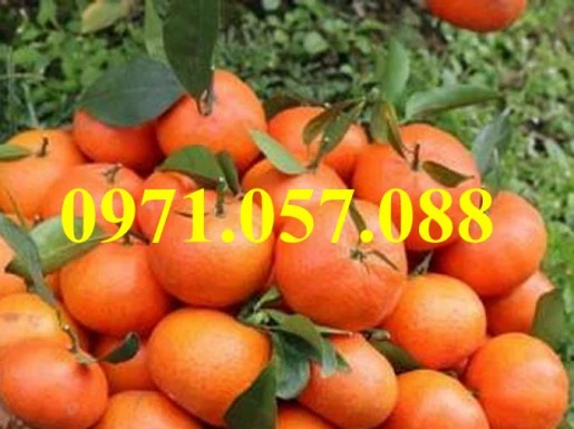 cam-duong-canh1result (1).webp