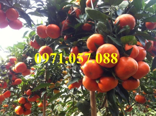 cam-duong-canhresult (1).webp