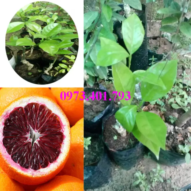 cam máu6_result.webp