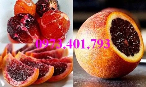 cam máu7_result.webp