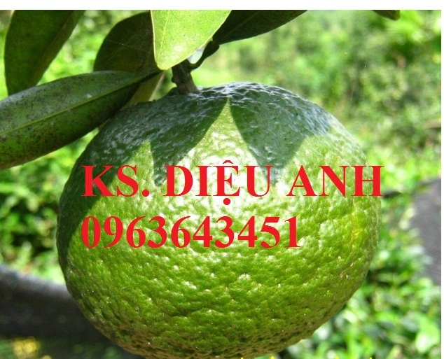 cam sanh 1-630x570.webp