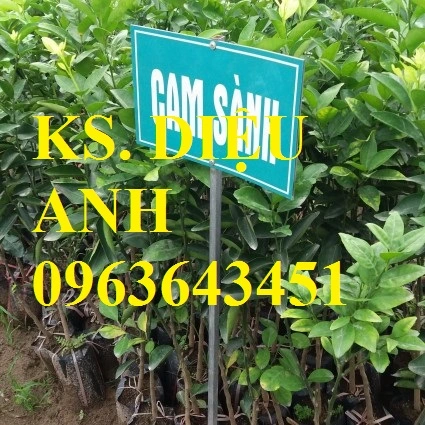 cam-sanh-425x425.webp